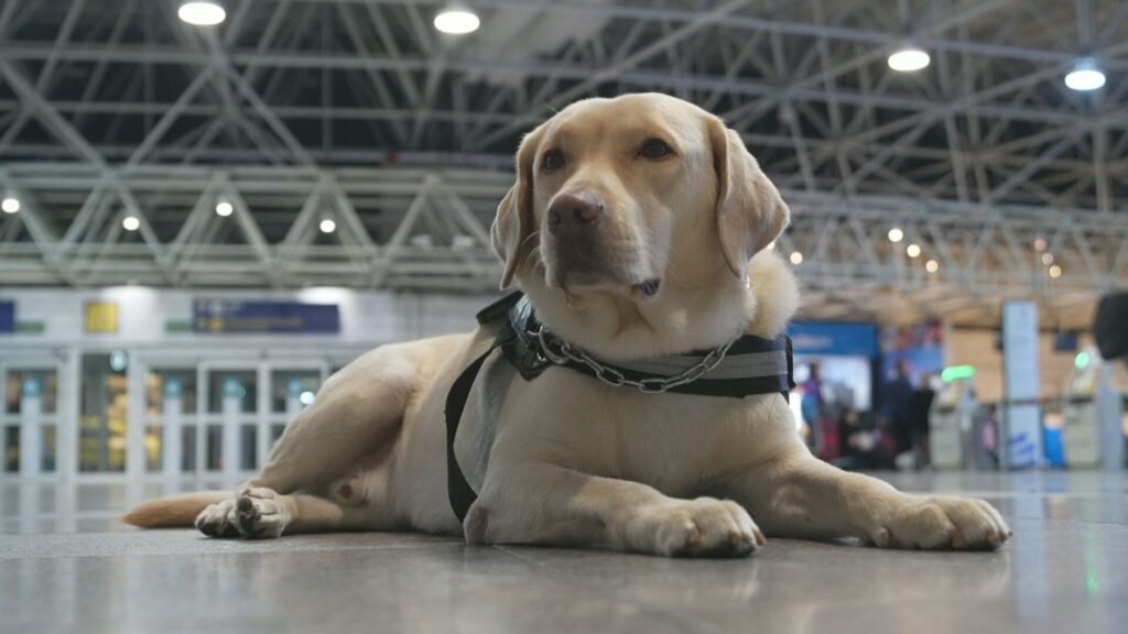 Cinquenta e Dois Dias de Cão: A Angústia ea saga do Cachorro Teddy e Seus tutores até Embarcar para lisboa | Rio de Janeiro
