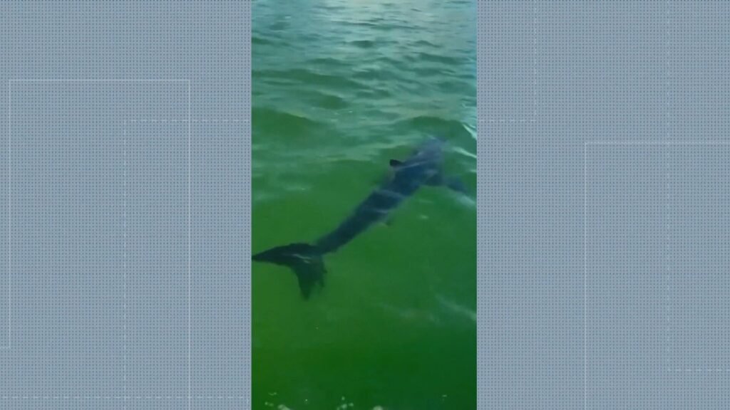 Mais um tubarão é Visto na Barra da Tijuca; É o segundo em três dias | Rio de Janeiro