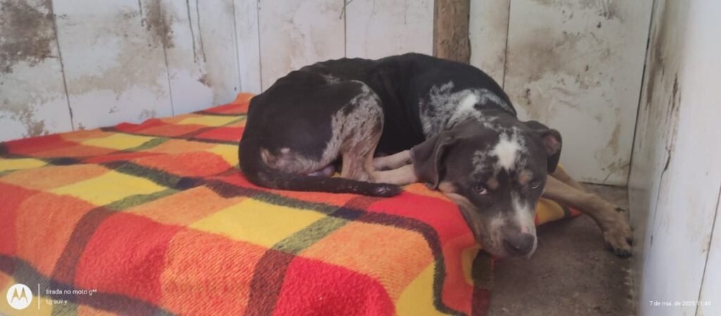 FILHOTE DE PIT BULL É LERREMESTOO POR CIMA DE MURO DE ADIDADE DE PROTEFÃO PERAL EM PETRÓPOLIS | Região serrana