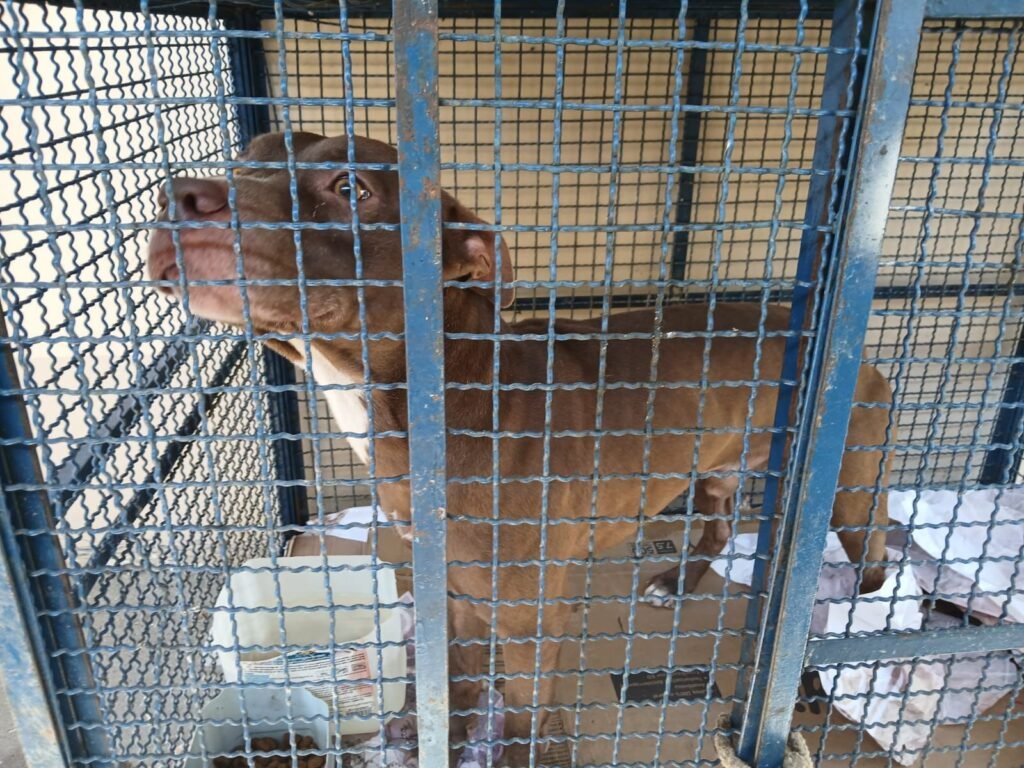 Vídeo Mostra Momento da Invasão de Pitbull em Escola do Rio; 6 Crianças Foram Atacadas | Rio de Janeiro