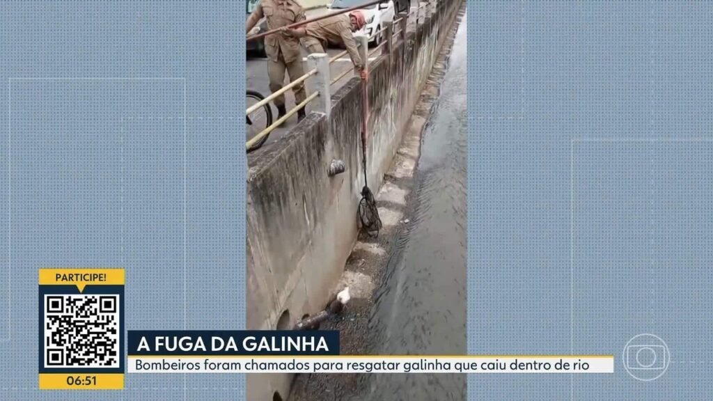 Bombeiros São Acionados para Resgatar Galinha No Méier, Zona Norte do Rio Bombeiros São Acionados para Resgatar Galinha No Méier, Zona Norte do Rio