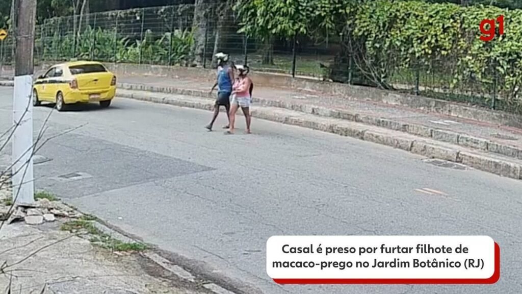 Casal é PRESO AO TODAR FURTAR ANIMALISIS SILVESTRES NO JARDIM BOTânico; Dupla foi flagrarada tirando filhote de mãe messes attrás Casal é PRESO AO TODAR FURTAR ANIMALISIS SILVESTRES NO JARDIM BOTânico; Dupla foi flagrarada tirando filhote de mãe messes attrás