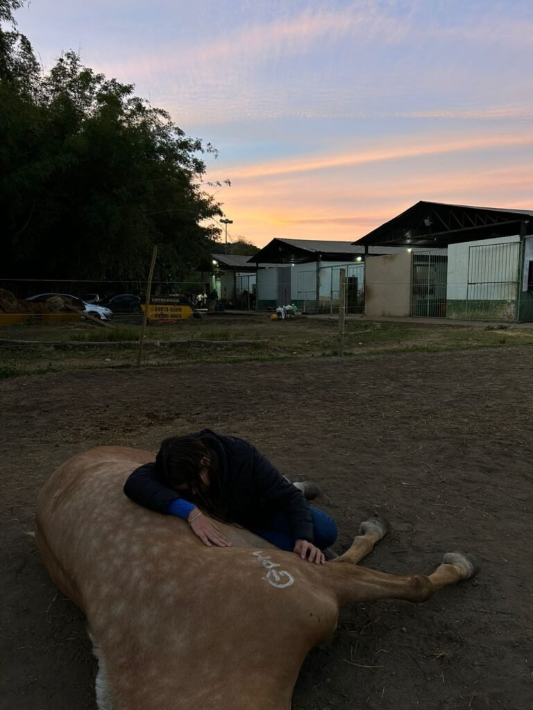 Cavalos Mortos no RJ: Ministério da Agricultura Proíbe Venda de Ração Produzidas por Empresa | Sul do rio e costa verde