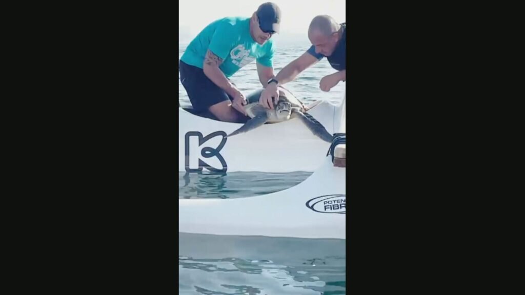 Tartaruga é Resgata de Rede de Pesca na Baía de Guanabara Tartaruga é Resgata de Rede de Pesca na Baía de Guanabara