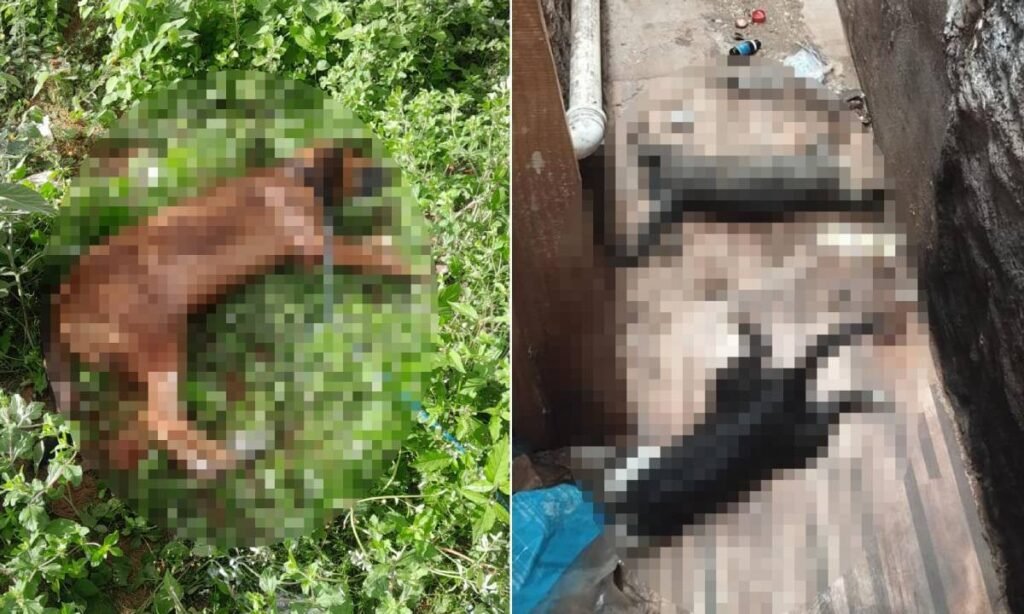 Polícia Investiga Mortes por Envenenamento de Cães e Gatos na Bahia; Denúncia Aponta Mais de 20 casos Polícia Investiga Mortes por Envenenamento de Cães e Gatos na Bahia; Denúncia Aponta Mais de 20 casos