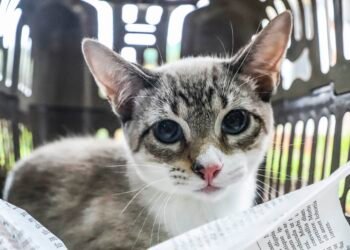 Inscrição para Castração Gratuita de Cães e Gatos Começa Nesta Terça-Fira Em Angra Dos Reis