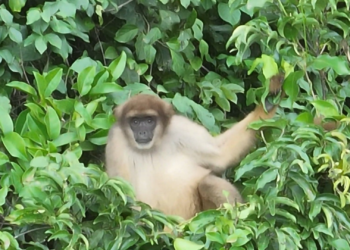 Muriqui-do-Sul é Visto Pela Primeira Vez sem Parque Estadual CUNHAMBEBE, sem RJ
