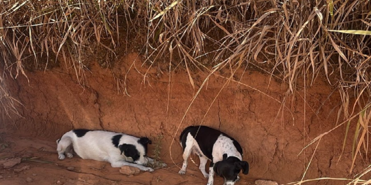 Seis funcionários da defesa civil de Cordeiro São Preso por Maus-Tratos a Cães