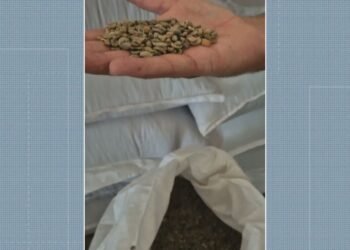 OPERAÇÃO CONTRA ‘Café Fraudado’ No RJ Aprende 3 Toeladas para Análise