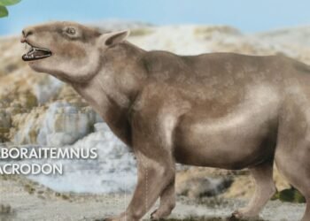 Fóssil de Itaboraí de 55 Milhões de Anos é DeStaque Internacional