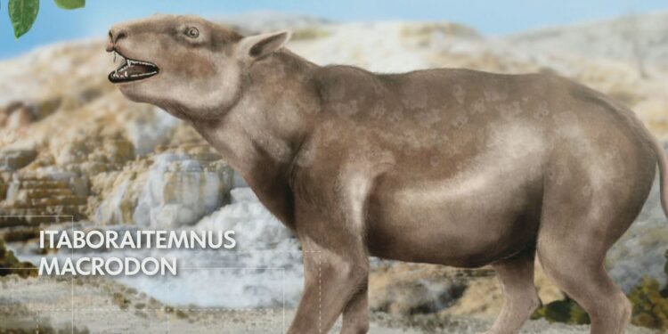 Fóssil de Itaboraí de 55 Milhões de Anos é DeStaque Internacional Fóssil de Itaboraí de 55 Milhões de Anos é DeStaque Internacional