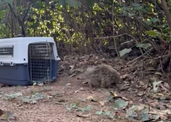 Ouriço adulto é resgatado e devolvido à natureza em volta redonda