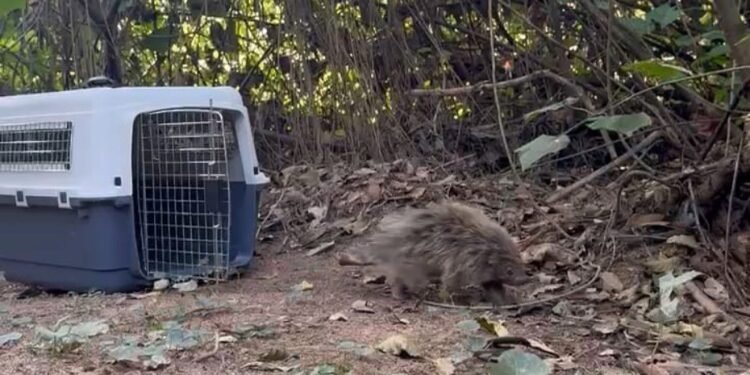 Ouriço adulto é resgatado e devolvido à natureza em volta redonda