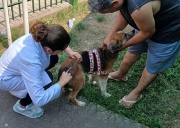 Volta Redonda Inicia Campanha de Vacinaça Contra a Raiva para Cães e Gatos NESTE SÁBADO