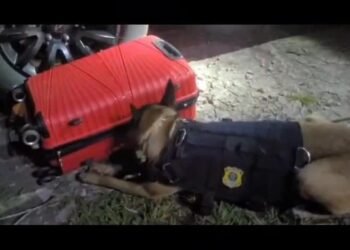 Jovem é Presa com 20 tablets de macona dentro de ônbo na serra das araras, em piraí