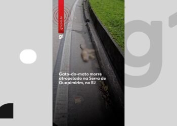 Gato-do-mato morre atropelado na serra de guapimirim, sem rj