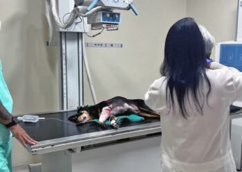 Cão Baleado em Favela de Irajá Após ser ‘Jurado de Morte’ por Traficantes