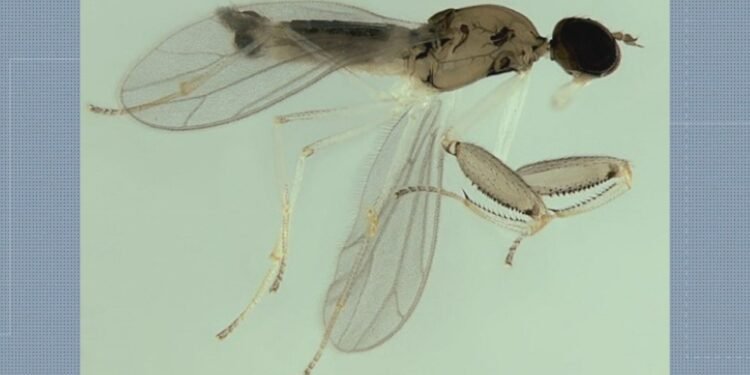 Cientistas Descobrem Nova Especie de Mosca em Parque da Zona Oeste do Rio