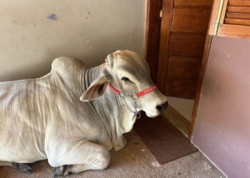 Conheça o ‘churrasco’, boi influenciador que é criado como animal de estimação sem interior do rj