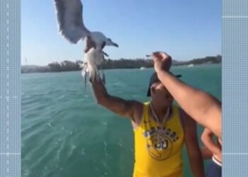 Influenciador Agura Gaivota no Ar Durante Passeio de Barco no RJ: ‘Não Pode Mais Voar Em Paz’; VÍDEO