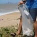 Dia Mundial da Limpeza: RJ Tem Mutirão para Recolher Lixo de Praia