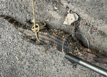 Jacaré-Anão Que Serria Vendido Ilegalmente é Resgatado No Subúrbio de Salvador