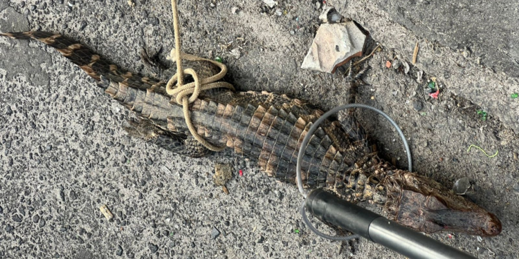 Jacaré-Anão Que Serria Vendido Ilegalmente é Resgatado No Subúrbio de Salvador