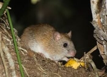 Ratinho-goitacá, espécie rara e ameaca de extinção, é registrado em campos