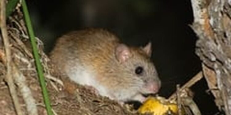 Ratinho-goitacá, espécie rara e ameaca de extinção, é registrado em campos