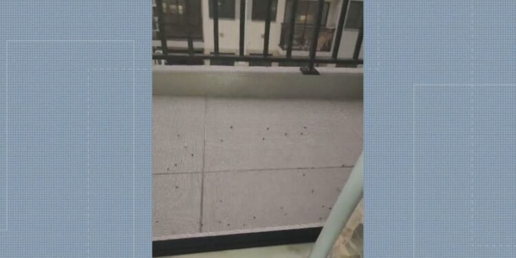 Novo Condomínio no Recreio Enfranta Surto de Mosquitos