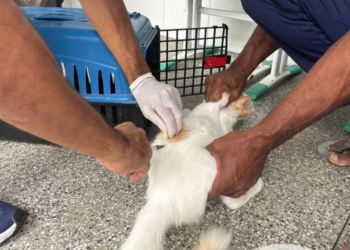 Vacinaça Antirrábica em Cães e Gatos É Realizada em Feira de Santana; Veja Locais