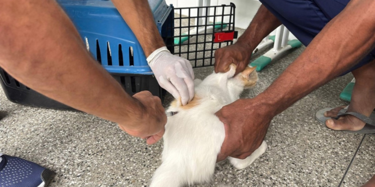 Vacinaça Antirrábica em Cães e Gatos É Realizada em Feira de Santana; Veja Locais