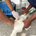 Vacinaça Antirrábica em Cães e Gatos É Realizada em Feira de Santana; Veja Locais