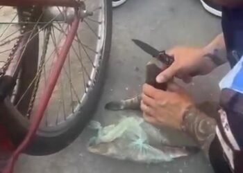 VÍDEO: HOMEM É PRESO POR ESCONER TROXinha de Cocaína Dentro de Peixe Morto Em Paracambi