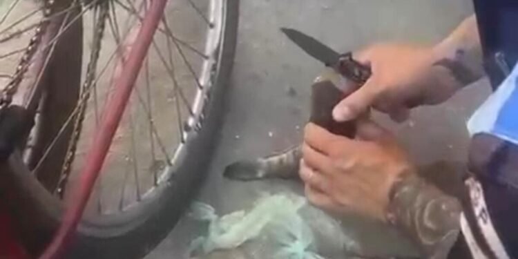 VÍDEO: HOMEM É PRESO POR ESCONER TROXinha de Cocaína Dentro de Peixe Morto Em Paracambi VÍDEO: HOMEM É PRESO POR ESCONER TROXinha de Cocaína Dentro de Peixe Morto Em Paracambi