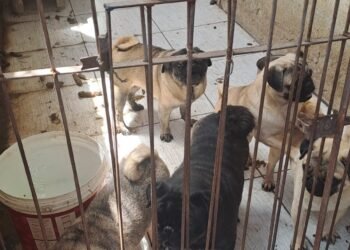 Cerca de 36 Animais em Situação de Maus-Tratos São Resgatados Em Volta Redonda