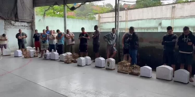 Polícia Civil prende 32 em torneio clandestino de canto de pássaros na Baixada Fluminense