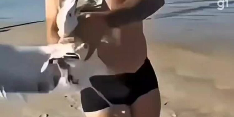 Banhista agarra que voava na praia de Cabo Frio e especialista alerta