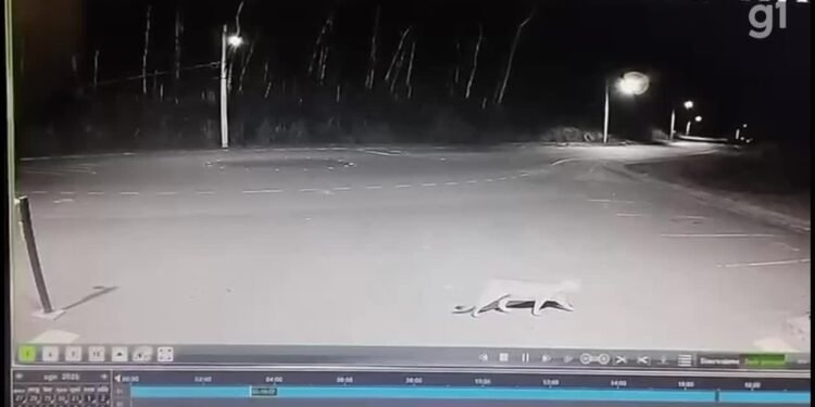 Onça-parda é vista no Parque Natural de Volta Redonda