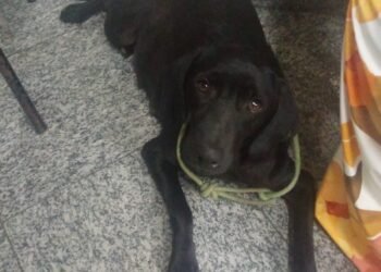 Homem é acusado de maus-tratos contra cadela em Três Rios