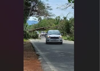 Árvore cai e interdita RJ-106 em Saquarema