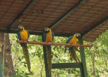 Após 200 anos sem ser vista, arara-canindé volta a voar nos céus do Rio