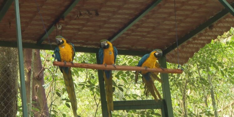 Após 200 anos sem ser vista, arara-canindé volta a voar nos céus do Rio