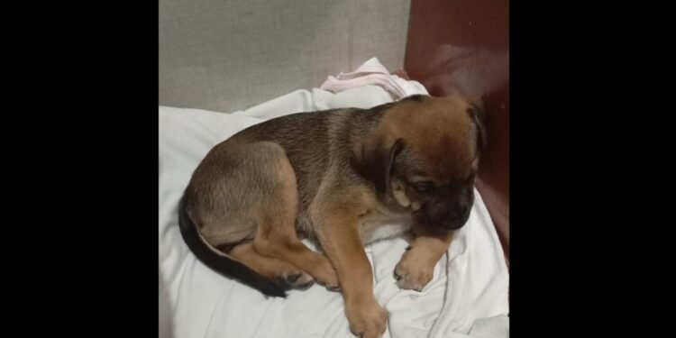 Cadela vítima de maus-tratos é empregada por empresários em Campos após vídeo chocar moradores Cadela vítima de maus-tratos é empregada por empresários em Campos após vídeo chocar moradores