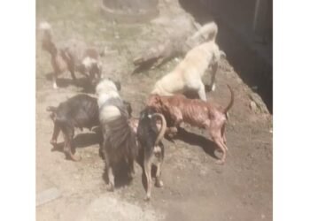 VÍDEO: Cães Atacam Outro por Fome, Segundo a Polícia, e Casal é PRESO EM FLAGRANTE EM MARICÁ