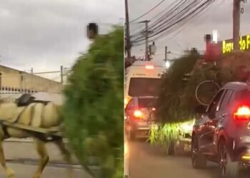 Carroça investida com mato e bicicleta é flagrada entre carros em Campos