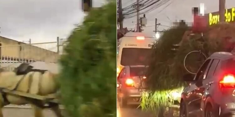 Carroça investida com mato e bicicleta é flagrada entre carros em Campos
