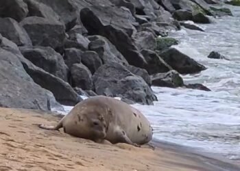 Elefante-marinho de mais de 4 metros aparece na Praia da Imbetiba, em Macaé