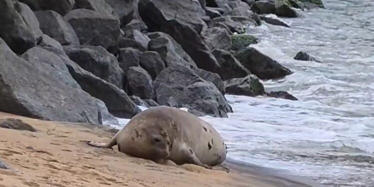 Elefante-marinho de mais de 4 metros aparece na Praia da Imbetiba, em Macaé