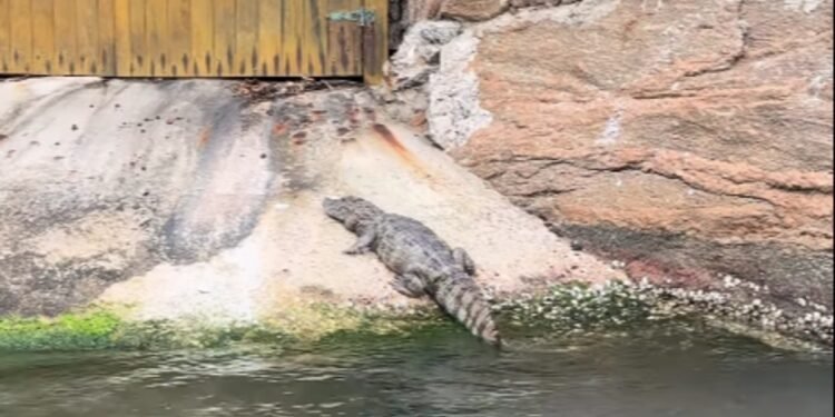 Jacaré é filmado no portão de casa no Canal do Joá perto da saída para a Praia da Barra; VÍDEO Jacaré é filmado no portão de casa no Canal do Joá perto da saída para a Praia da Barra; VÍDEO